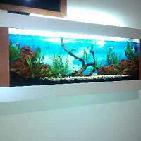 Wall Aquascape Aquarium Modern-facebook-20141008-122333_edit.png
