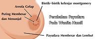 bentuk payudara ketika hamil-ciri-hamil-perubahan-payudara1.jpg