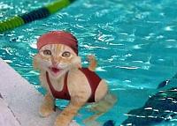 rempong cin hahaha-gambar-lucu-kucing-lucu-berenang-di-kolam-renang.jpg